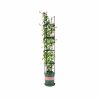 Outdoors Soga Garden Decor | Soga 163Cm 4-Bar Plant Frame Stand Trellis Vegetable Flower Herbs Outdoor Vine Support Garden Rack With Rings